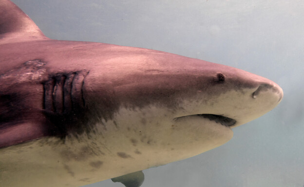כריש שורי (צילום: 123rf)