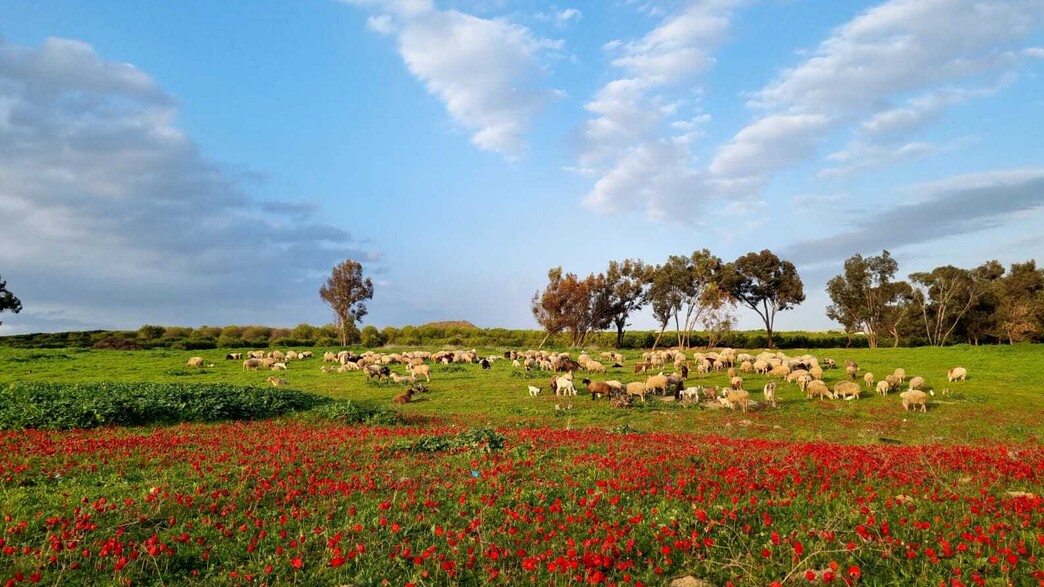 מה הלוז – 7.2 - פסטיבלים - פסטיבל דרום אדום מה הלוז – 7.2 - פסטיבלים - פסטיבל דרום אדום