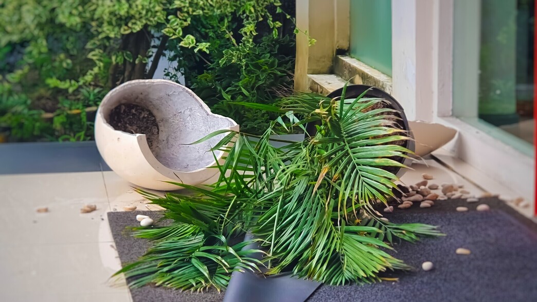 עציץ שבור מהרוח 