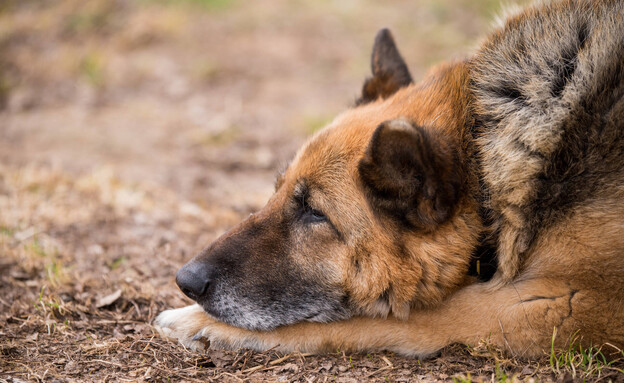 כלב רועה גרמני (צילום: 123RF‏)