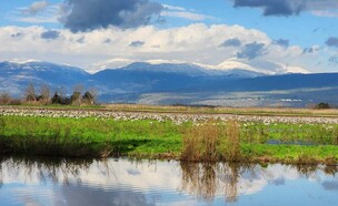 אגמון החולה (צילום: עינבר שלומית רובין, קק"ל)