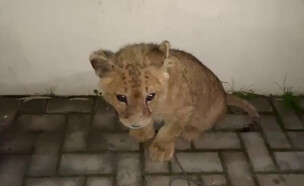 תיעוד גור אריות אותר בדירה במרכז הארץ (צילום: משטרת ישראל)