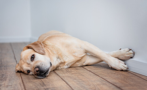 כלב לברדור (צילום: Olga Ilina, shutterstock)