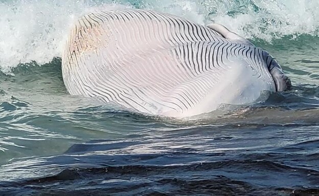 פגר הלווייתן (צילום: קובי סופר, רשות הטבע והגנים)