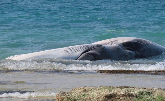 פגר הלווייתן (צילום: אביתר בן אבי, רשות הטבע והגנים)