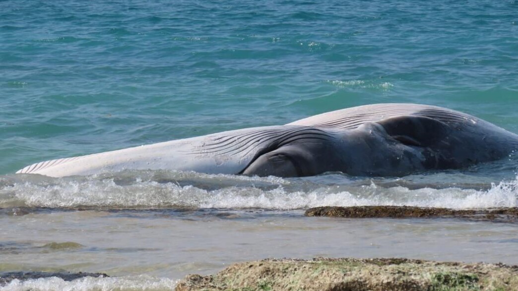 פגר הלווייתן