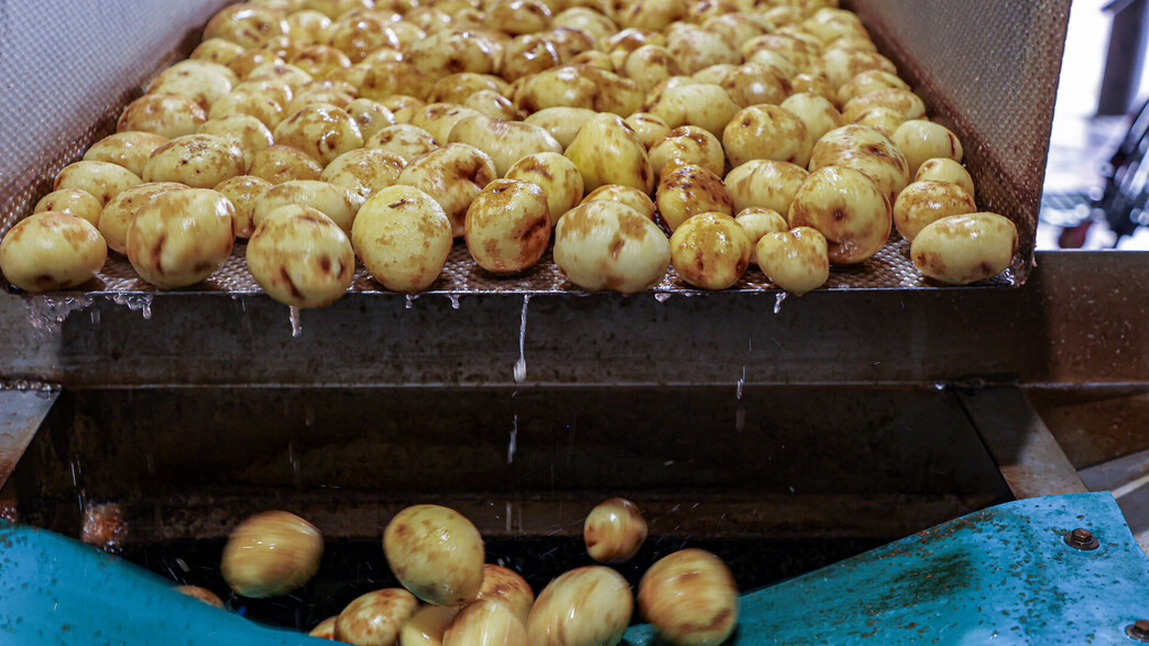 שטראוס שטראוס