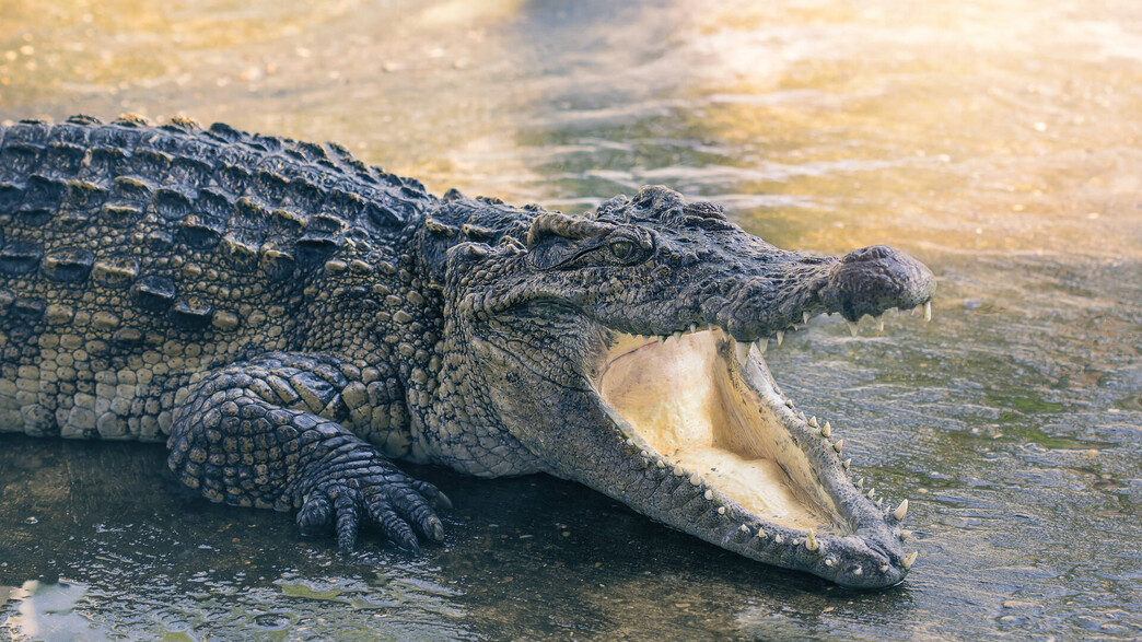 אילוסטרציה של תנין במים