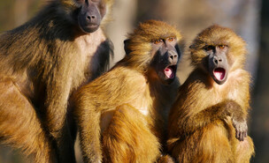משפחת בבונים (צילום: adeww, shutterstock)