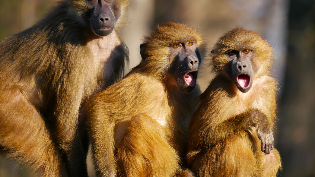 משפחת בבונים