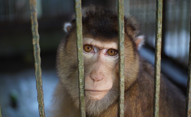 קוף עצוב בתוך כלוב (צילום: ads.space, shutterstock)