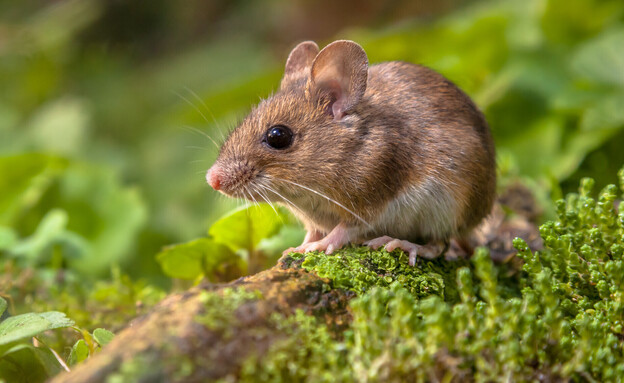עכבר (צילום: Rudmer Zwerver, SHUTTERSTOCK)