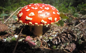 פטריות עליסה (צילום:  Elinoar Shavit)