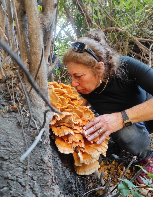 פטריות עליסה (צילום: יניב סגל)