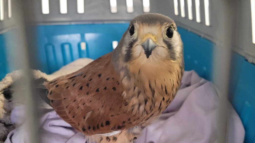 בז נתפס בדירה בנהריה