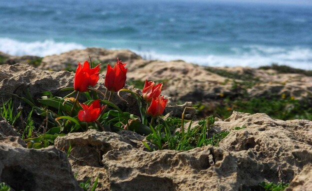 פריחה בחוף הבונים (צילום: שרית פאלצ'י מיארה רשות הטבע והגנים, רט"ג)
