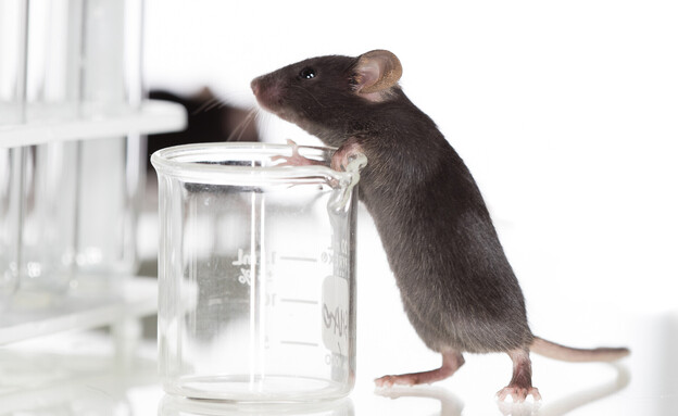 עכבר מעבדה (צילום: Janson George, shutterstock)