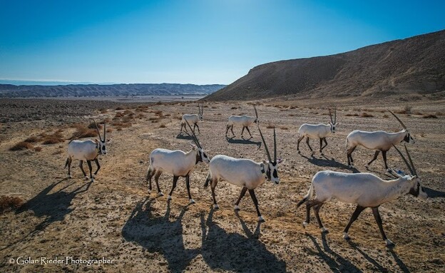 עדר ראמים ששוחרר בתקופות שונות וחברו לקבוצה אחת (צילום:  גולן רידר)