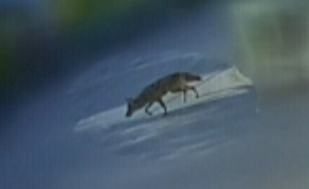 זאב ערבות תוקף פעוט באריזונה (צילום: CNN)