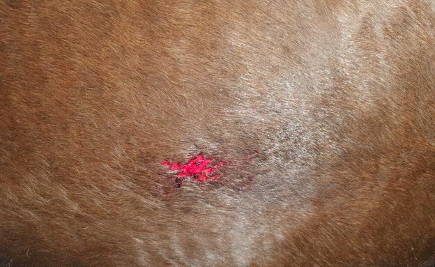 סוס שנפצע במהלך ההפגנה (צילום: דוברות המשטרה)