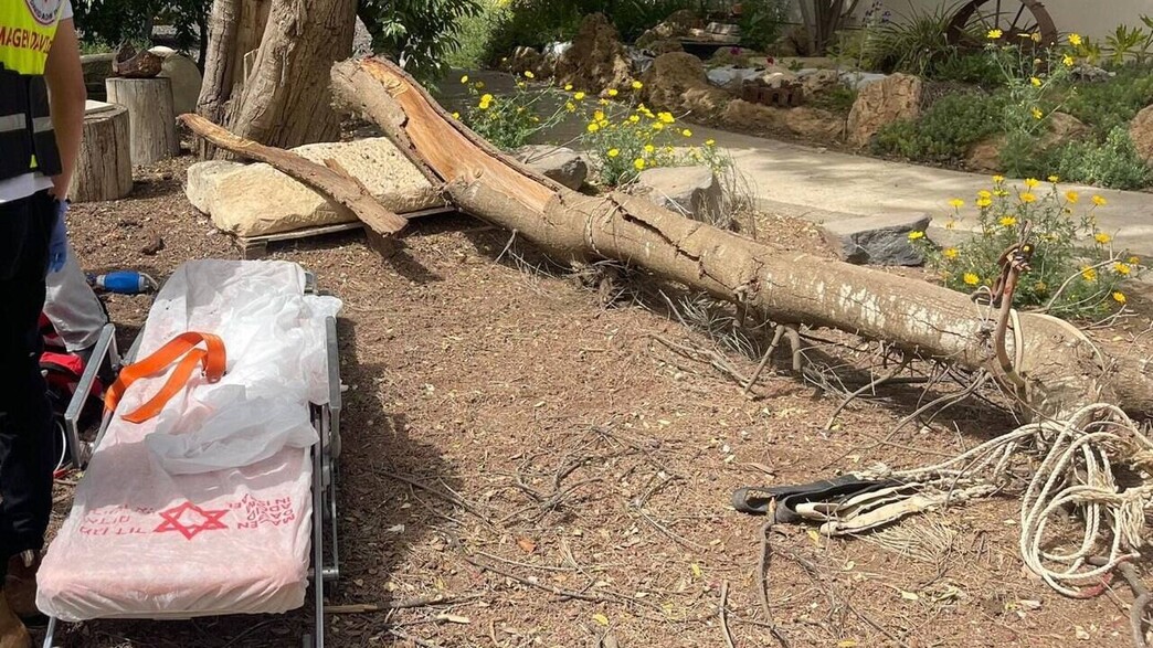 ילדה בת 7 נפגעה מעץ שנפל