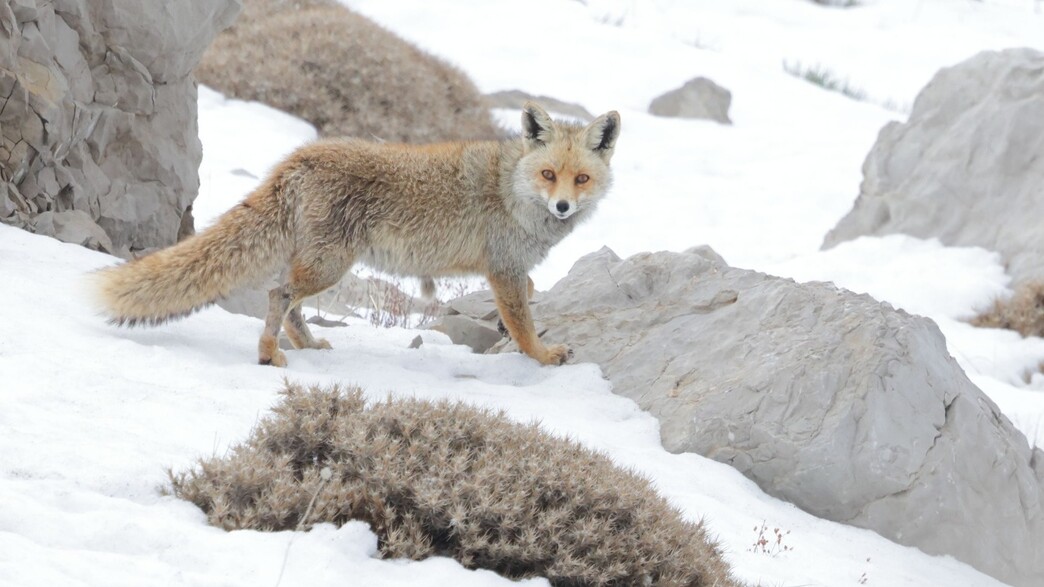 שועל בחרמון