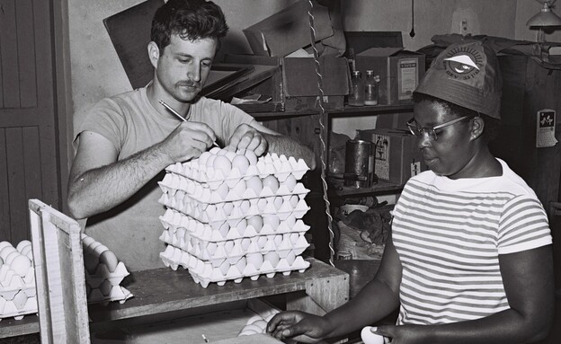 ביצים - 1965 (צילום: מתוך לעמ תבנית ביצים PRIDAN MOSHE)