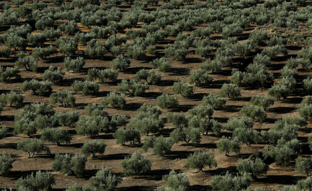 הבצורת מכריעה. מטע עצי זית בפורקונה ספרד (צילום: רויטרס)
