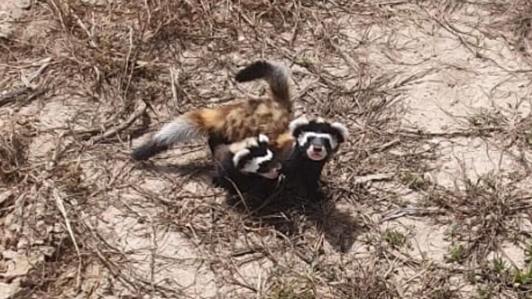 תצפית נדירה של סמורים בישראל