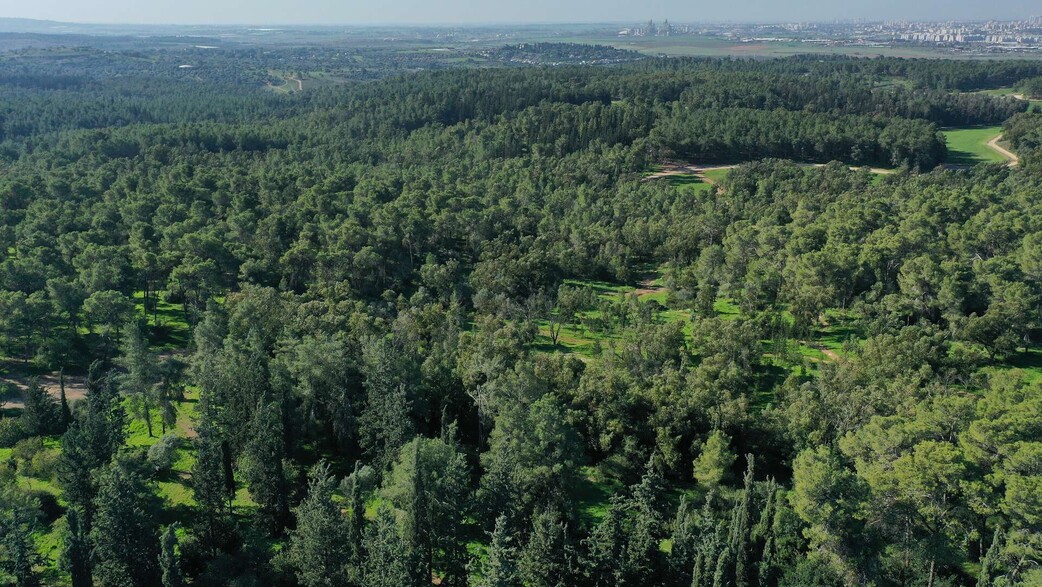 יער בן שמן - ארכיון קקל 