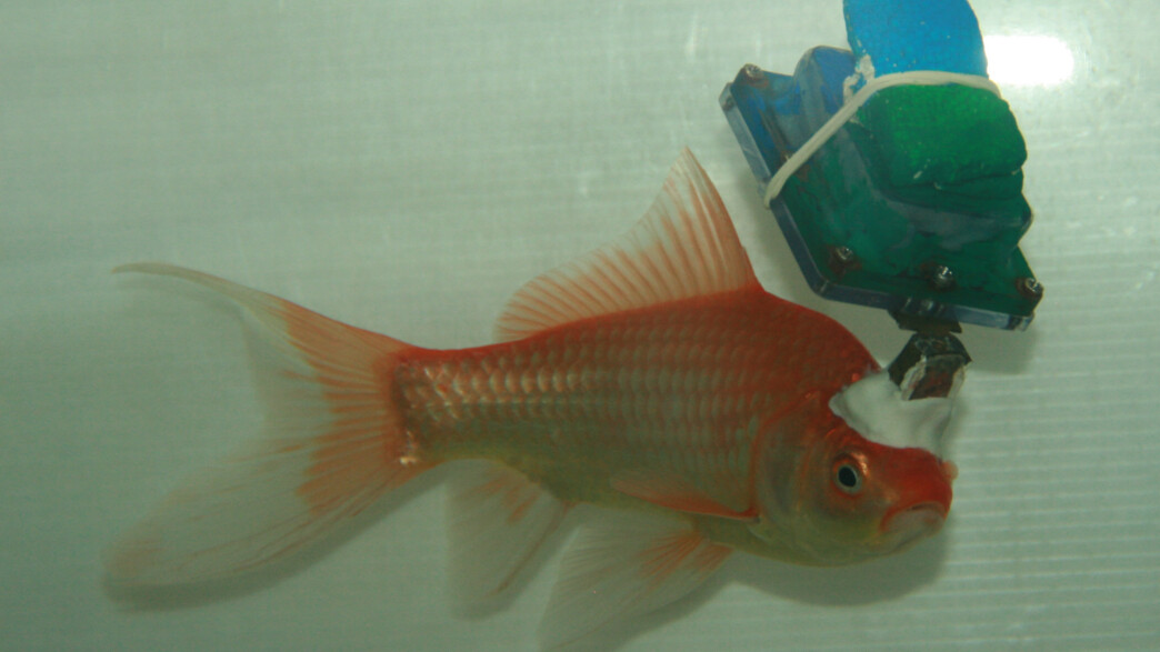 דג מחובר לאלקטרודות דג מחובר לאלקטרודות