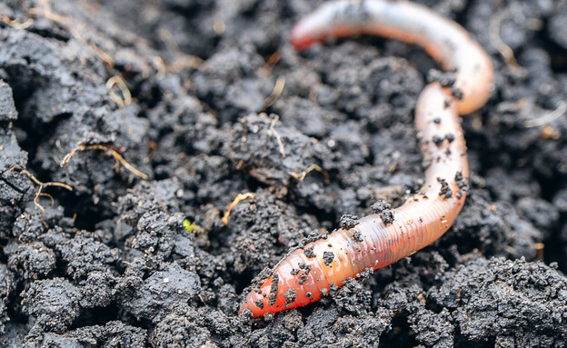 תולעת, בוץ (צילום: Andrei Metelev, shutterstock)