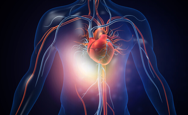 לב האדם - אילוסטרציה (צילום: 123RF‏)