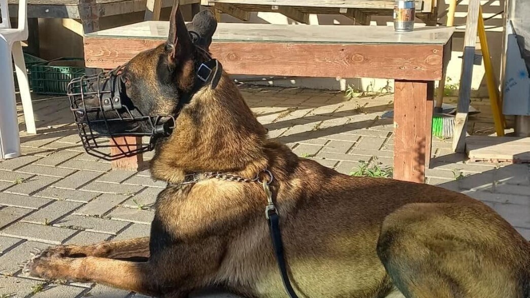 הכלב ג'אנגו, נהרג במבצע בשכם