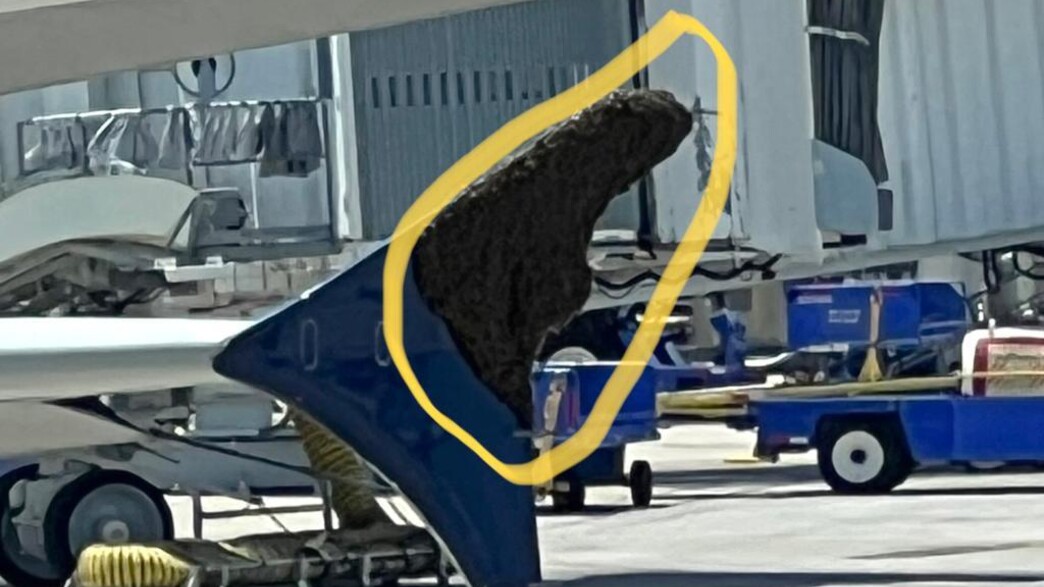 נחיל דבורים מנה ממטוס להמריא נחיל דבורים מנה ממטוס להמריא