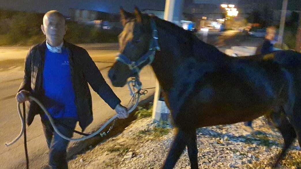 ניסים אלפרון עם הסוס שלו (צילום: זוהר שלום)