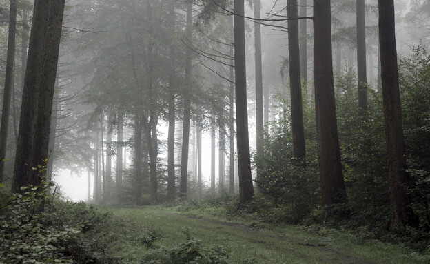 יער בגרמניה (צילום: getty images)