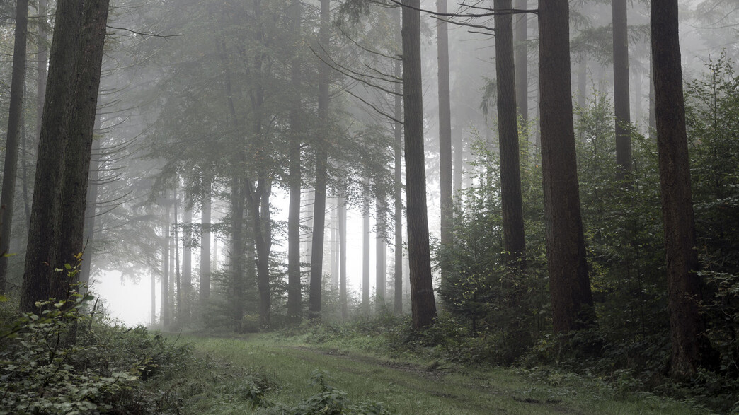 יער בגרמניה