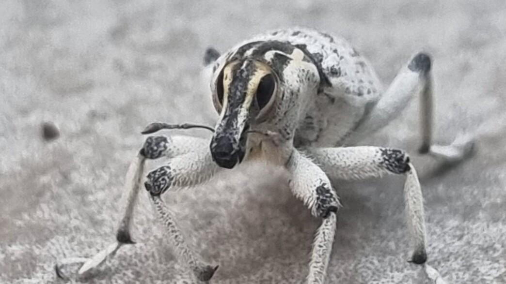 חיפושית מסוג חדקונית חיפושית מסוג חדקונית
