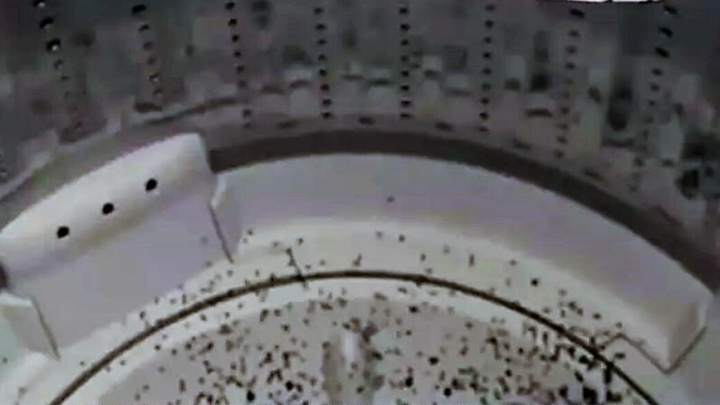 נמלים במכונת כביסה נמלים במכונת כביסה