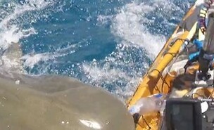 כריש תוקף דייג על קיאק בחופי הוואי (צילום: צילום מסך - טוויטר)
