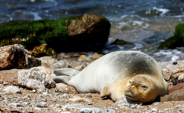 כלבת הים הנזירית יוליה בחוף ביפו (צילום: רויטרס)