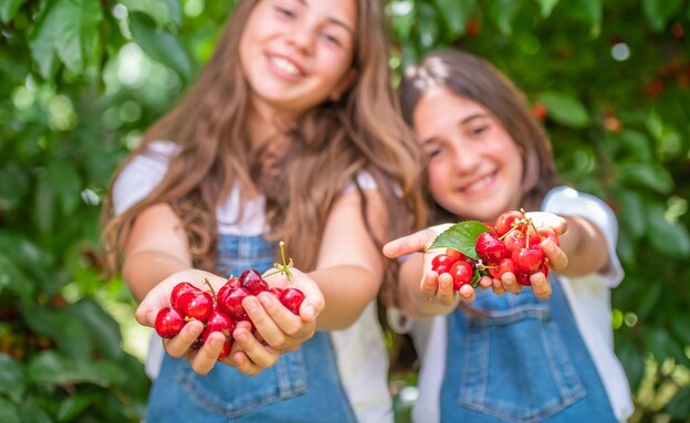 פסטיבל הדובדבן בחבל יתיר (צילום: מרים אמיתי)