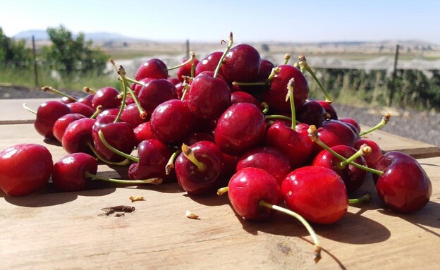 הדובדבן שבגולן (צילום: עידו רודנברג)