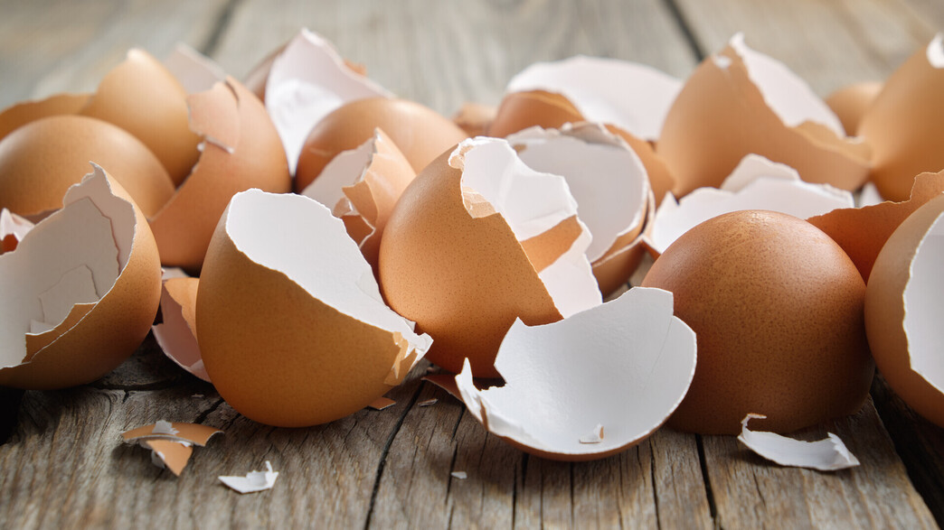 קליפות ביצים (צילום: Chamille White, SHUTTERSTOCK)