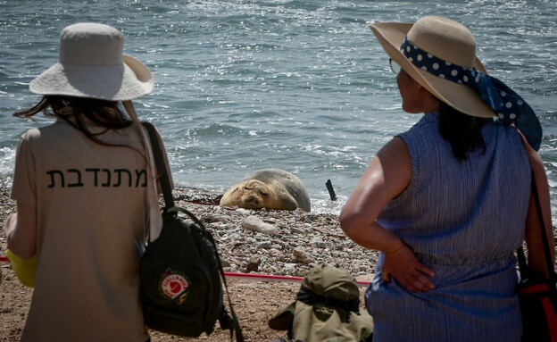 כלב הים ביפו (צילום: אבשלום ששוני, פלאש 90)
