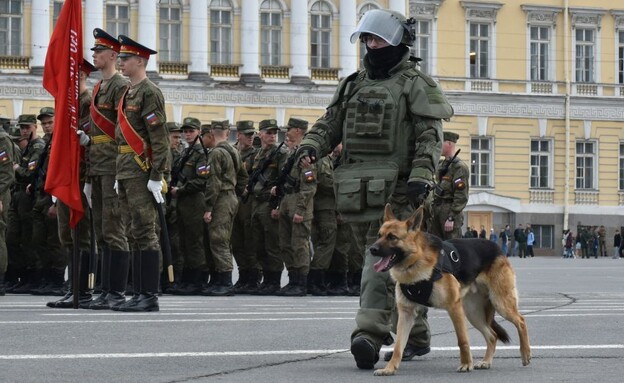 כלבים בצבא רוסיה (צילום: OLGA MALTSEVA/AFP)