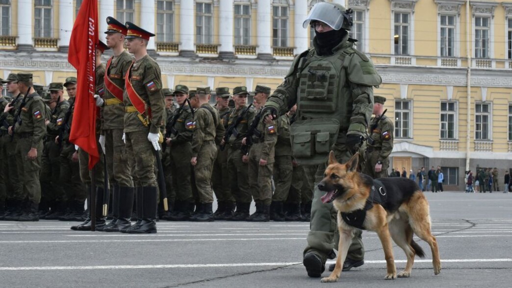 כלבים בצבא רוסיה (צילום: OLGA MALTSEVA/AFP)