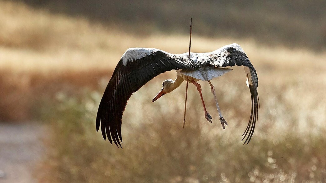 חסידה לבנה משופדת בחנית