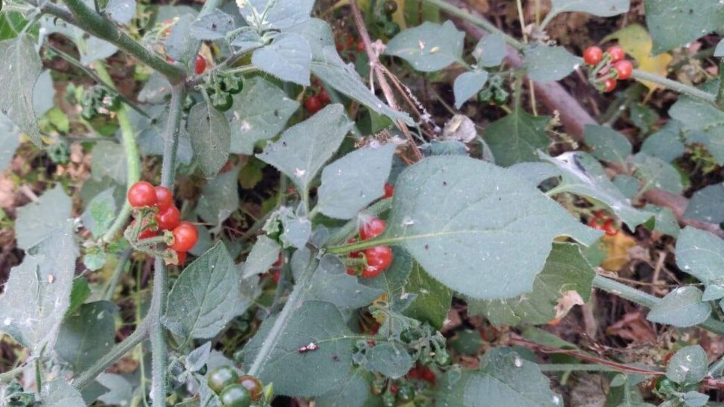 צמח סולונום רעיל בגינה הביתית